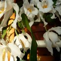 COELOGYNE CRISTATA
